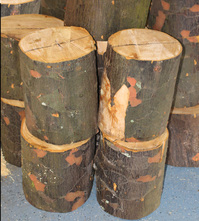 Queensland Kauri Logs to be prepped for the lathe. Heckathorn Tuned Wood Yarn Bowls.