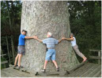 A giant Queensland Kauri Tree